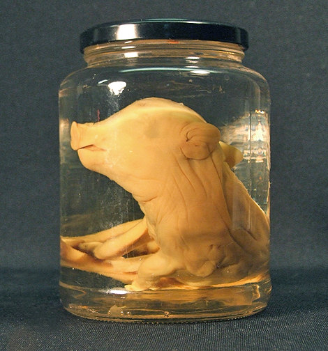 Not our Yorick, alas. I did not photograph him well.