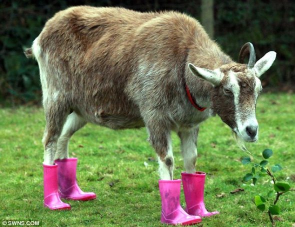 Courtesy Daily Mail.